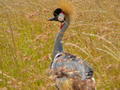 Masai Mara Grey Crowned Crane