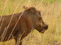 Masai Warthog-Ngiri