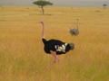 Masai Mara Ostrich