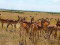 Masai Mara Thompson's Gazelle