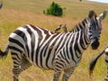 Masai Mara  Common Zebra