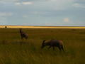 Masai Mara shadows
