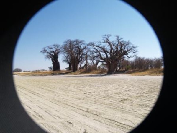Baines baobabs through a looking glass
