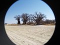 Baines baobabs through a looking glass