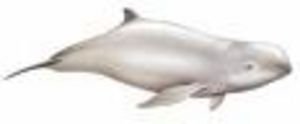 River Dolphin pic