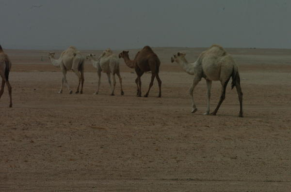 CAMELS!!!