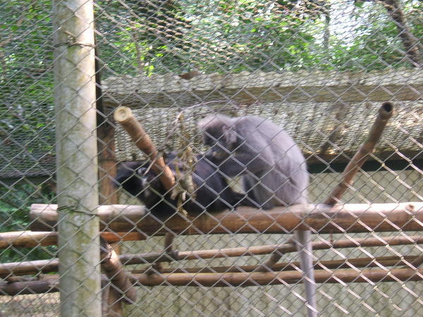 captive monkeys to avoid thie extinction