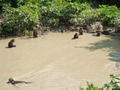 Macaque monkeys swiming on Monkey island