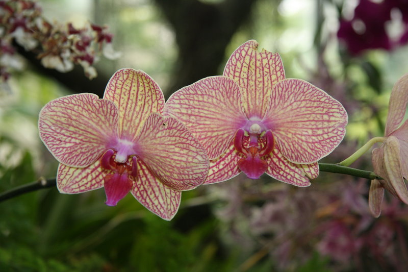 I love orchids