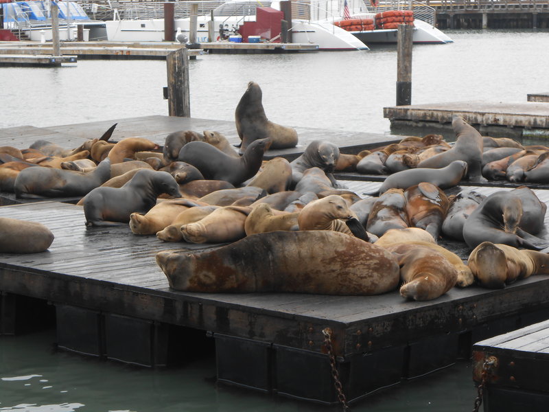 Seals at Pier 39 San Francisco
