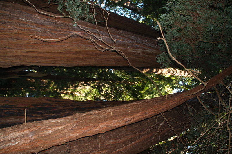 Redwoods Muir Wood