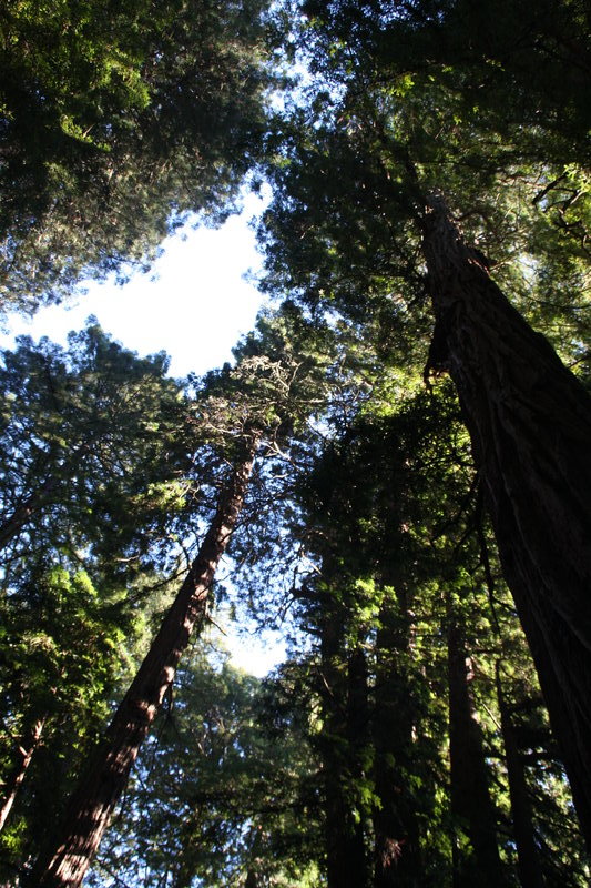 Redwoods reaching for heaven