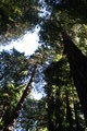 Redwoods reaching for heaven