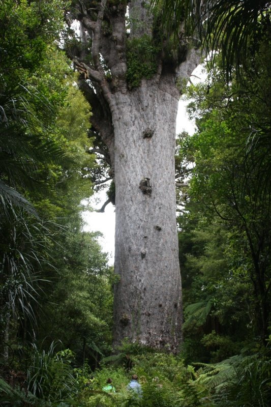 New Zealand's largest Kauri Tree