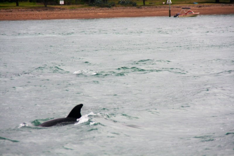 Dolphin in Bay of islands