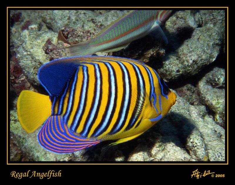 Regal Angelfish