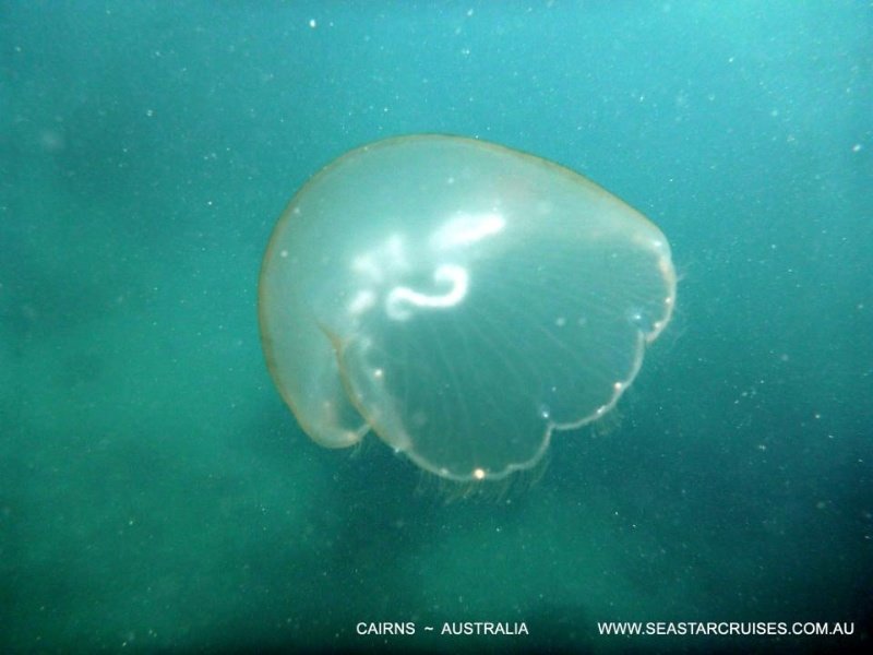 Jelly fish taken by the crew of Seastar 