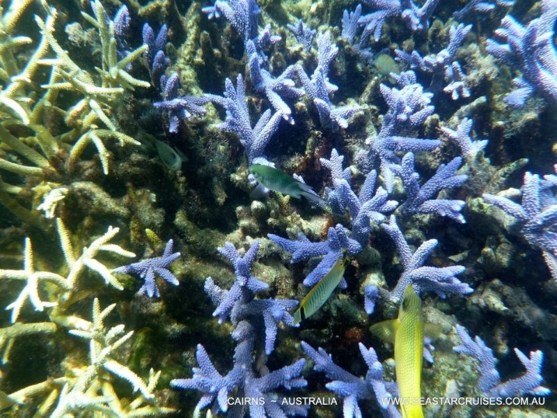 Blue coral taken by the crew on Seastar 