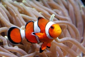 Nemo clown fish