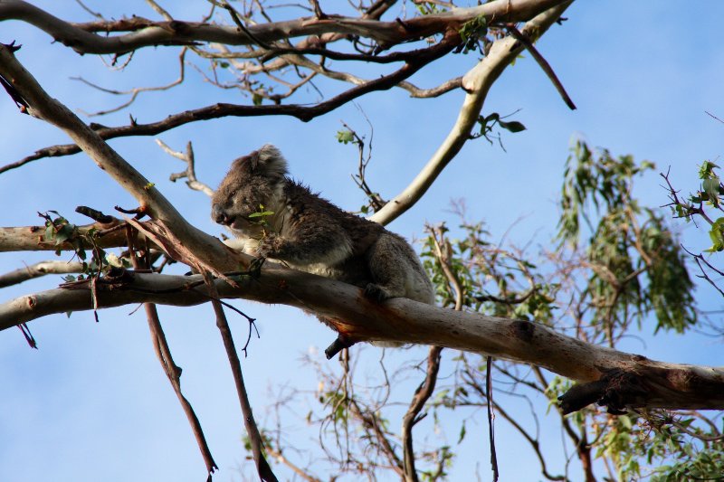 Little cutie koala