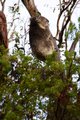 Koala at Otway