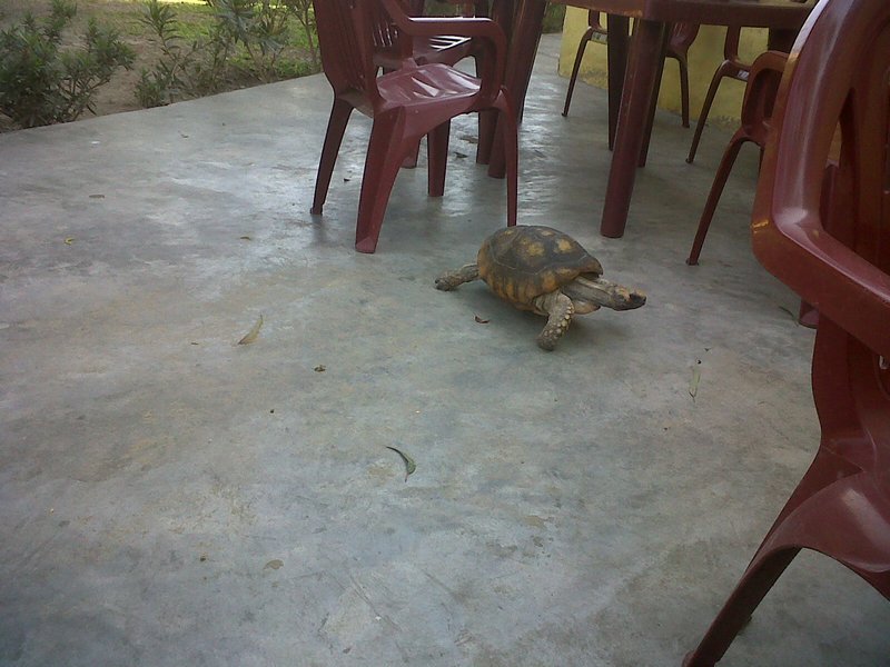 Tom the turtle