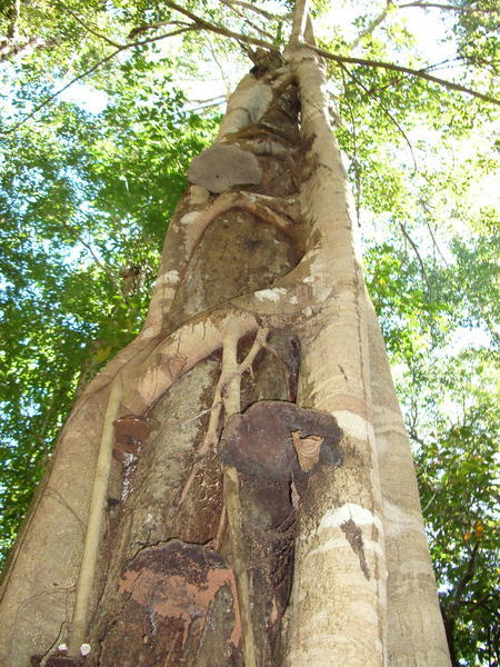 Parasite tree