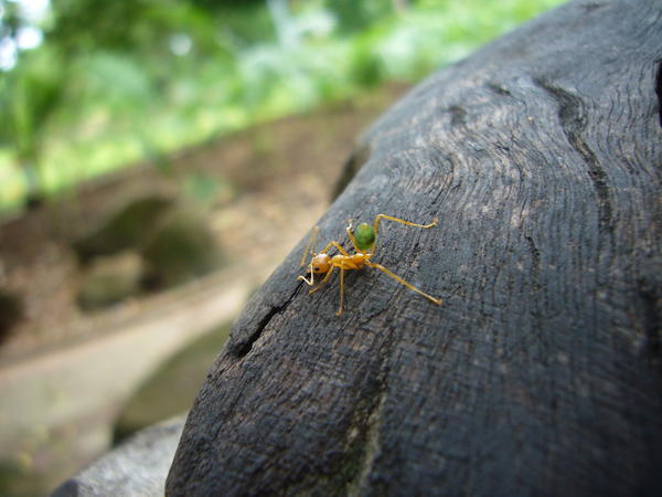 Lemon ant