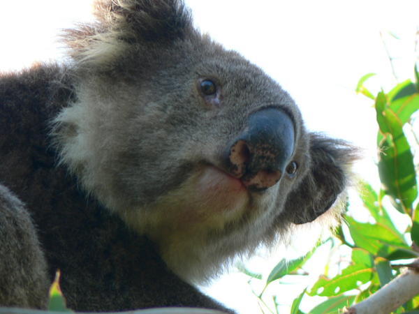 Koala in eucalyptus tree on the Great ocean road
