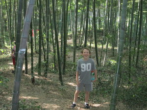 exploring the bamboo forest