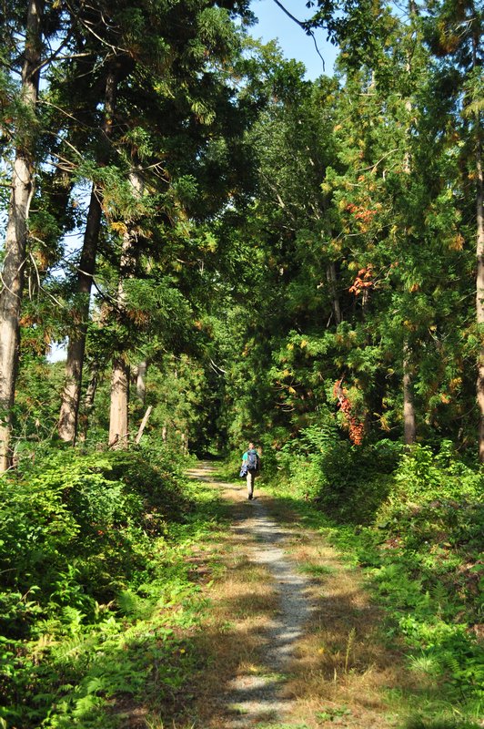 2. Tijdens één van onze hikes. Japan heeft nog veel oerwoud.
