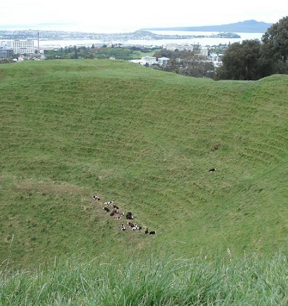 Cows in the crater