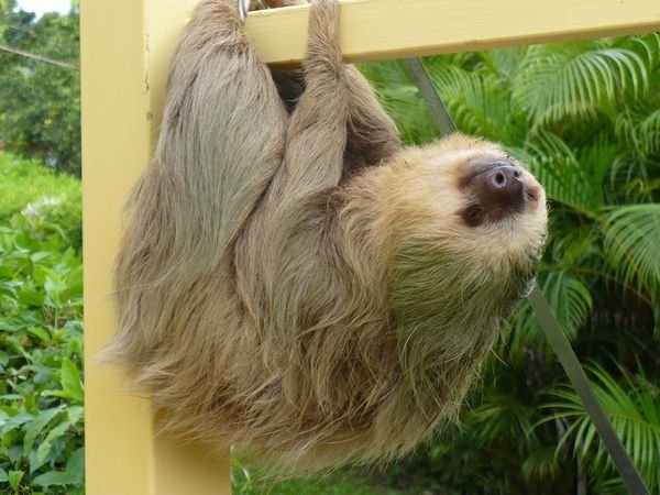 Luiaard / Sloth