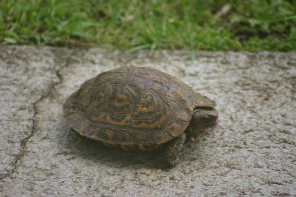 Schildpad / Turtle 2
