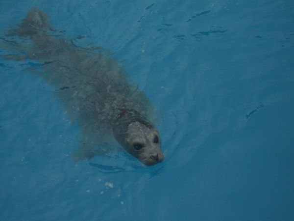 Seal / Zeeleeuw in Seward