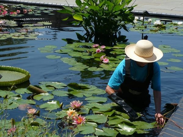 Water lillies / Water lelies in Longwood gardens