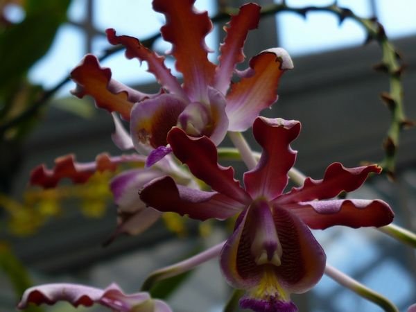 Orchid / Orchidee in Longwood gardens