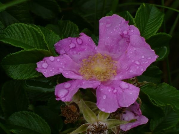 Rosehip flower / Rozebottel bloem in Springwood Lake