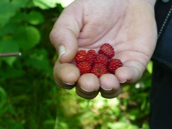 Raspberries / Frambozen in Alair State Park