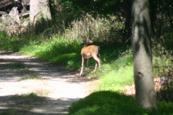 Deer / Hert in Alair State Park