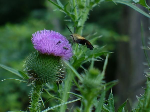 Flower and bee / Bloem en bij in Alair State Park