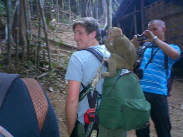 More monkey business