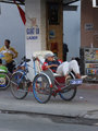 Local Nha Trang Bicycle Taxi Hard at Work