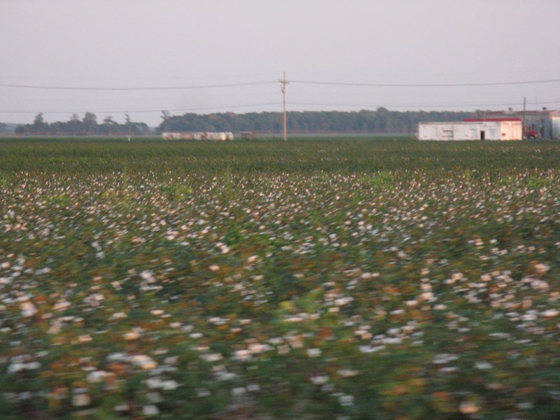 Cotton Fields of Tunica