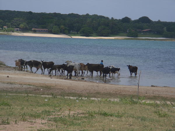 Lagoa da Bonfim....local herd taking a bath