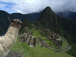 Machu Picchu in the eyes of a llama