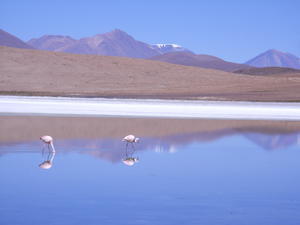 The lakes inhabitants, Flamingoes in the sulphur waters.