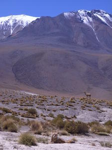 Wild landscape - zorro and llama´s appearing to live in harmony