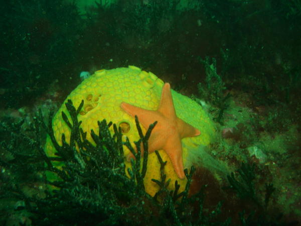 Colourful sea life -  Electro-pop Star fish