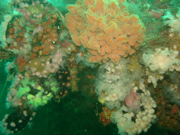 Cold water coral